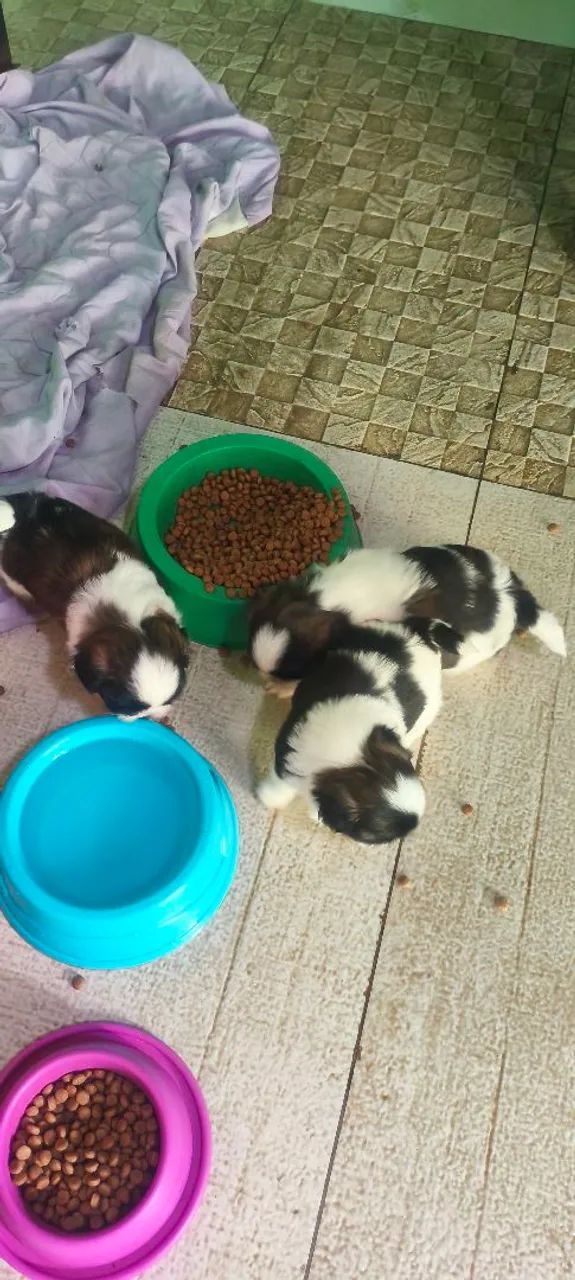 Vendo filhote de Shitzu macho  - Foto 4
