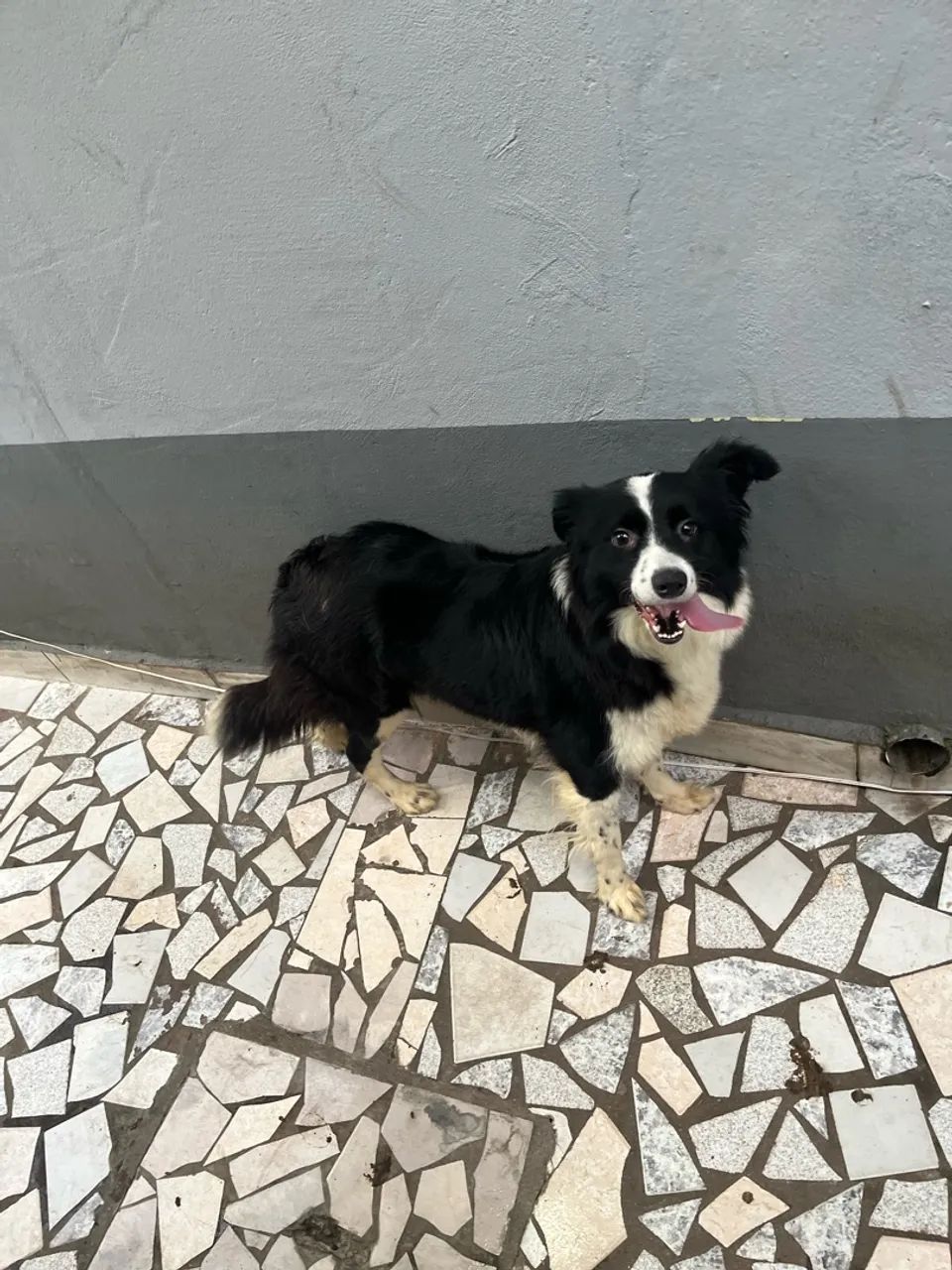 Fêmea de Border collie  - Foto 2