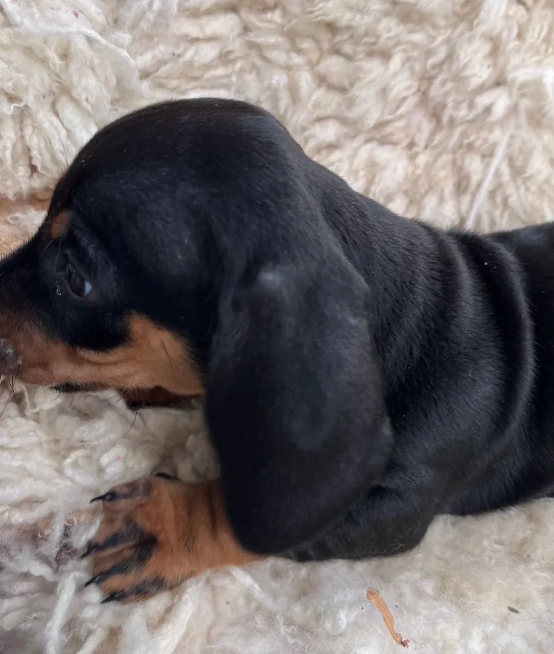 Filhotes dachshund (Machos)  - Foto 4