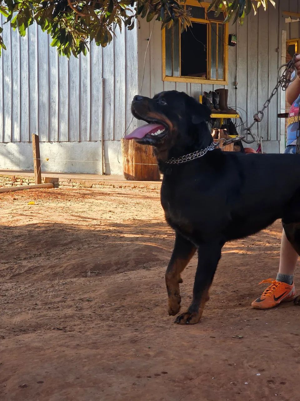 Filhotes de rottweiler  - Foto 4