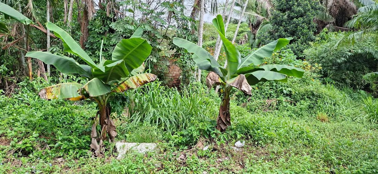 TERRENO NO MARACANÃ  - Foto 4