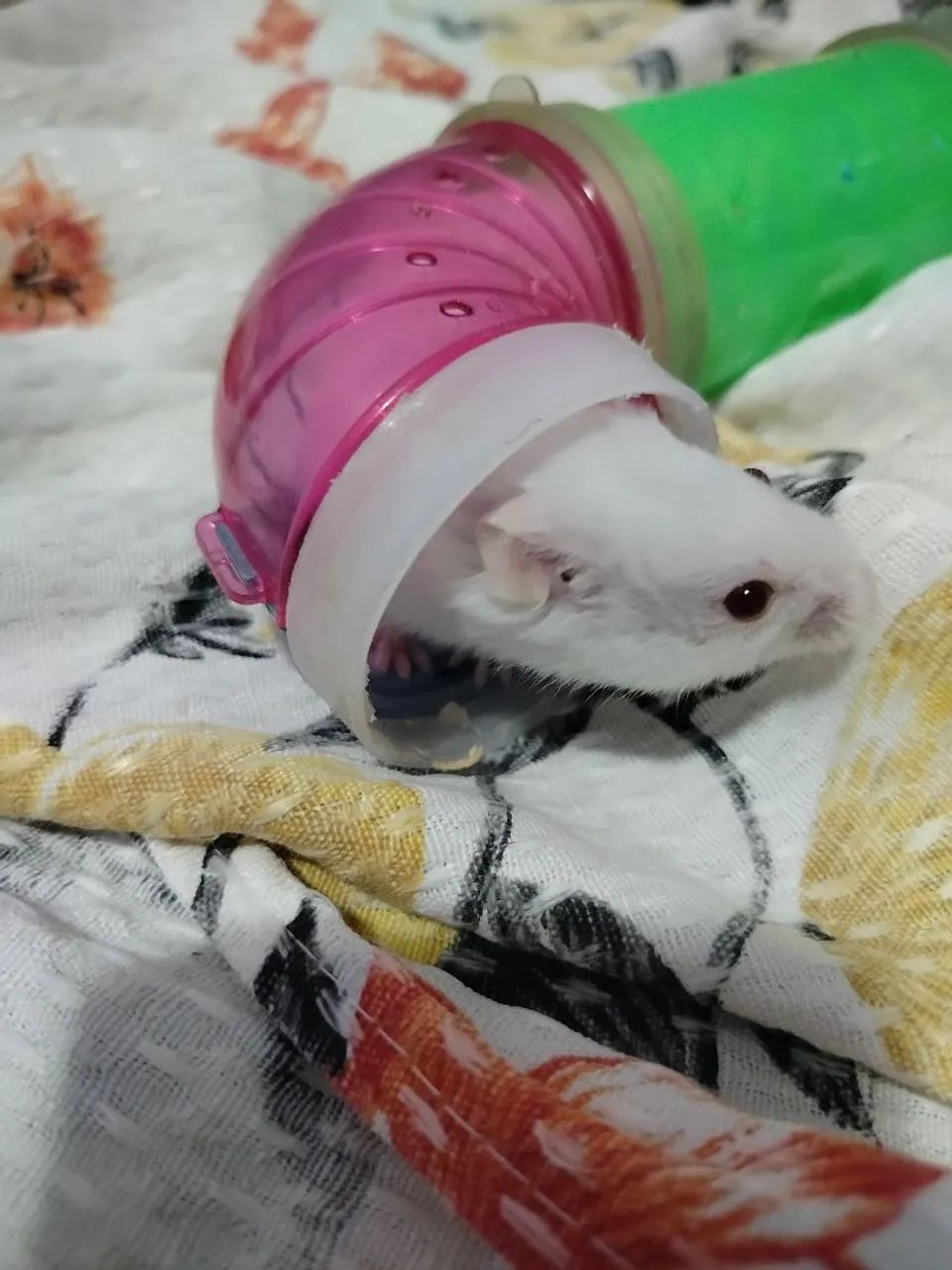 Hamster sírio