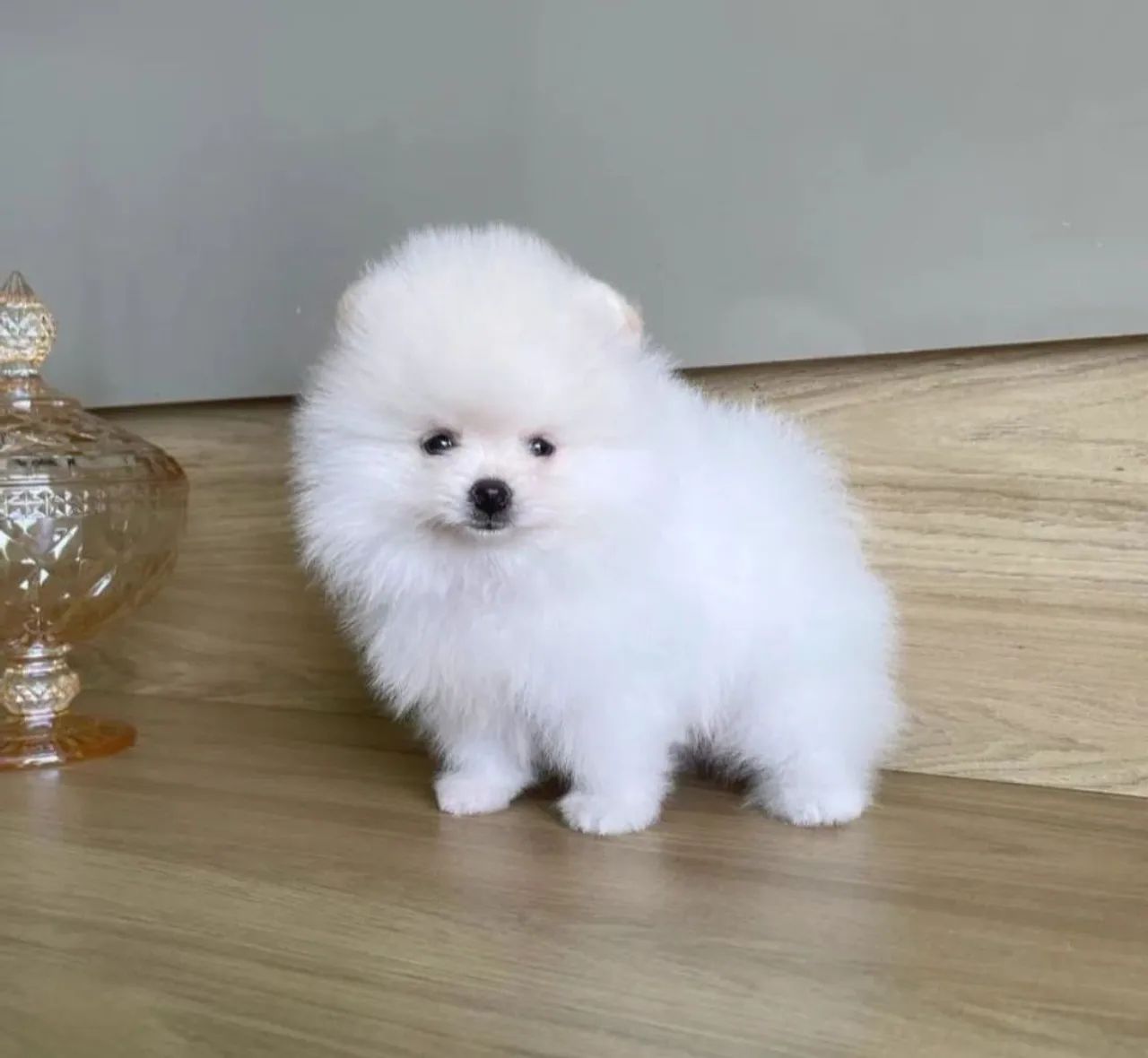Lulu da Pomerânia Anões todas as cores