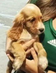 Cocker spaniel uma doçura para as crianças 