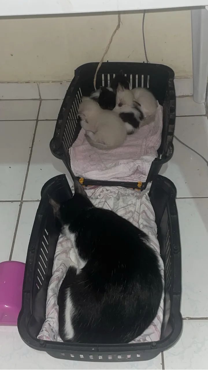 Doação  - Foto 3