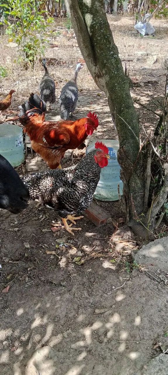 Galo - Foto 2