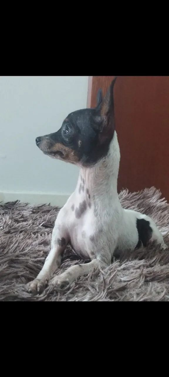 Pinscher fêmea ( adulta) - Foto 2