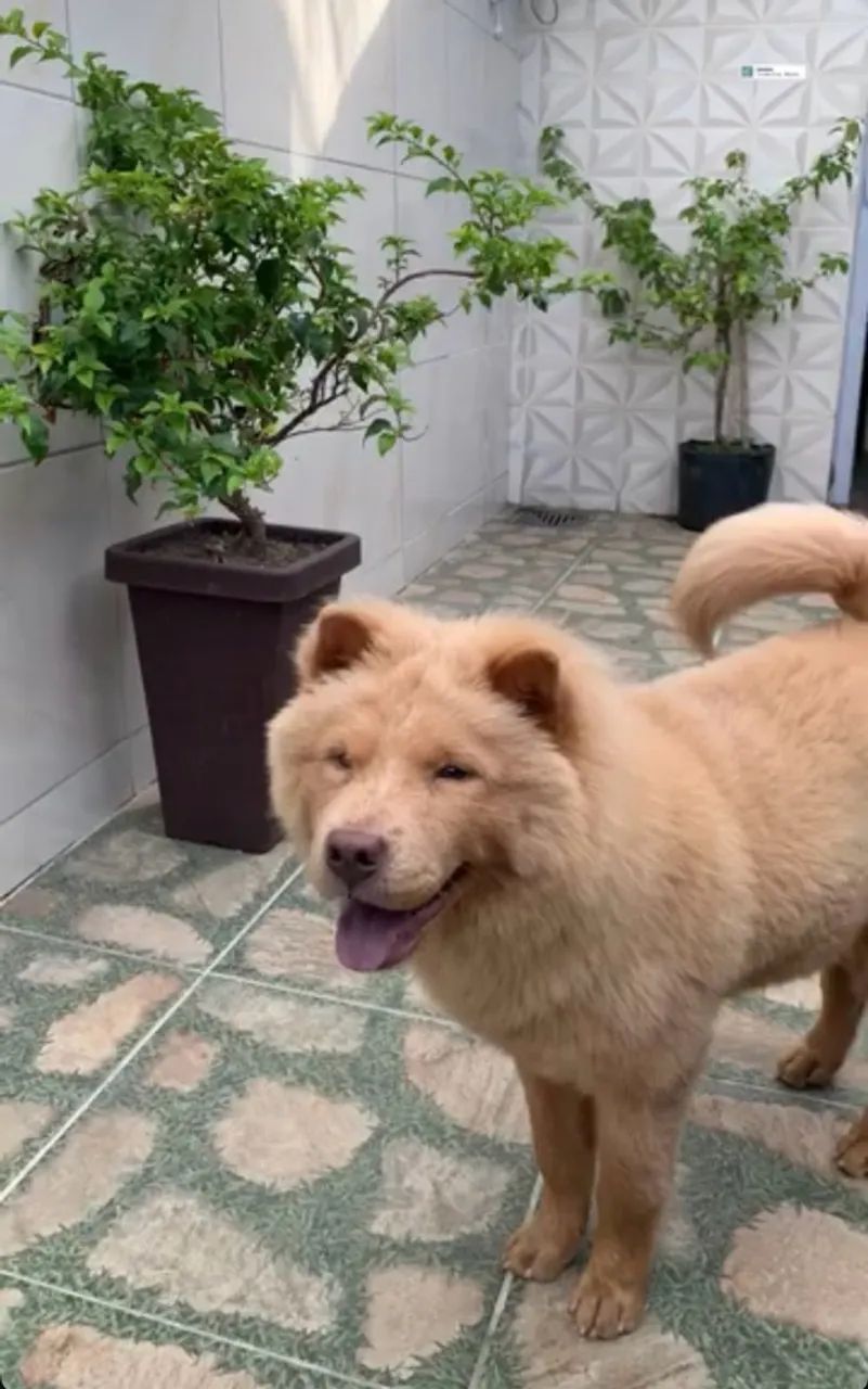 Chow chow - Foto 2