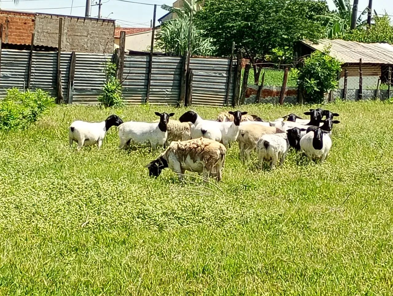 Carneira.dorpe.pura - Foto 2