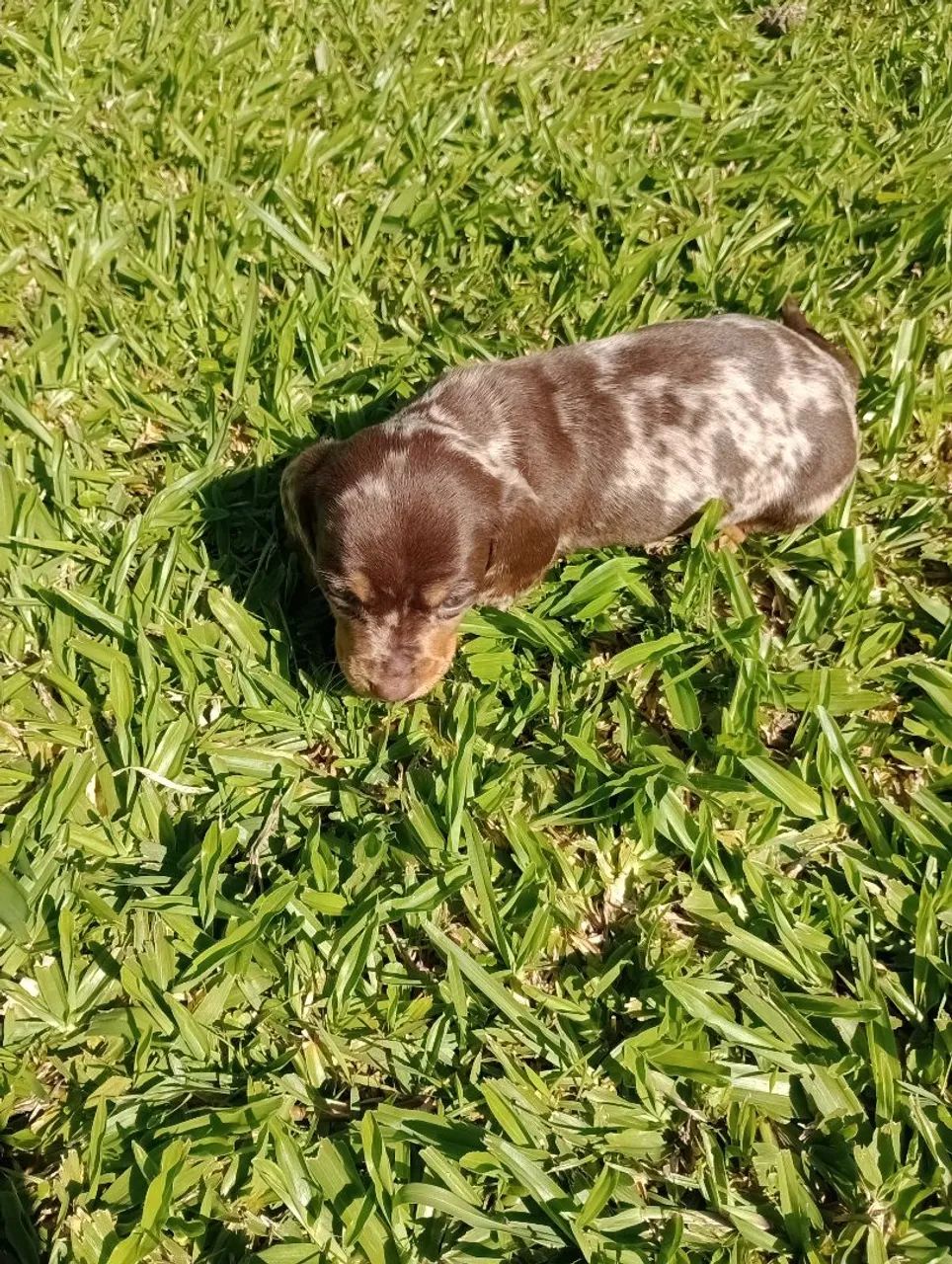 Salsicha  - Foto 3