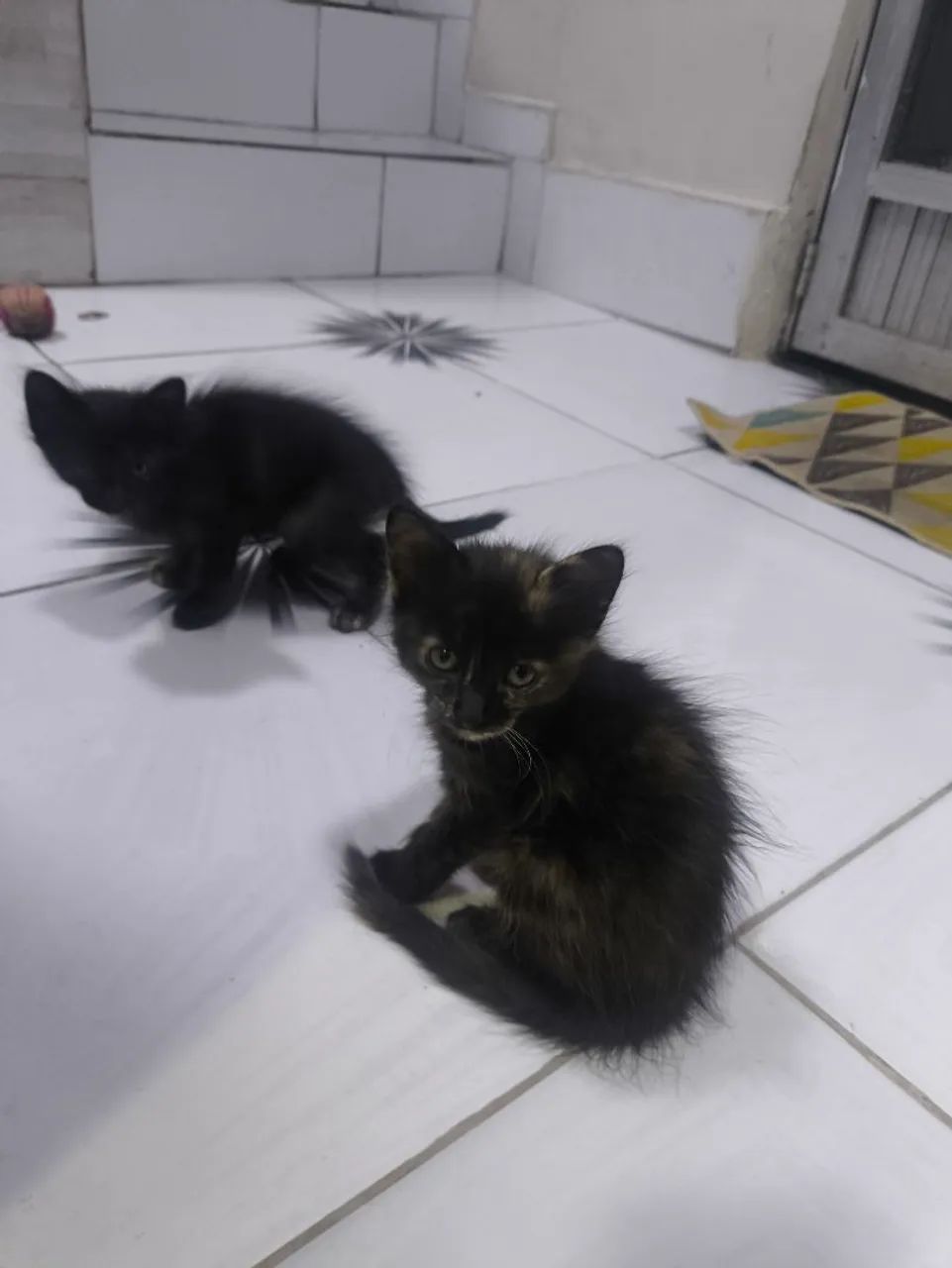 Doação de gatinhos - Foto 5