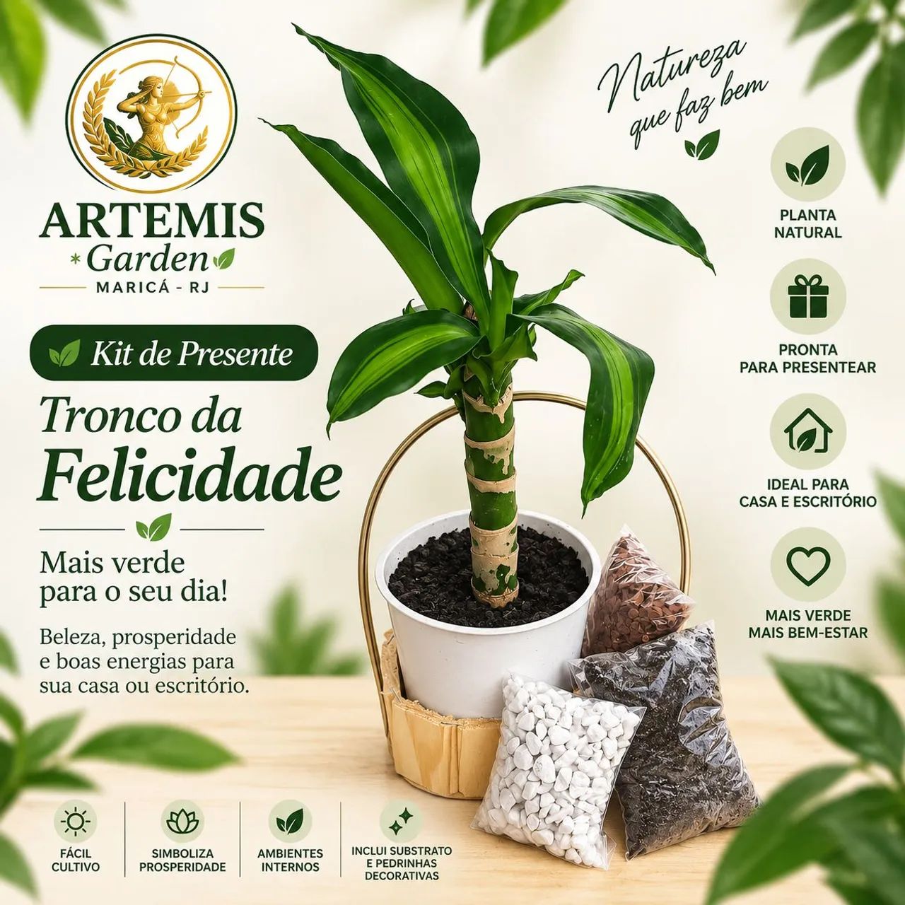 Kit de plantas para presentear  - Foto 3