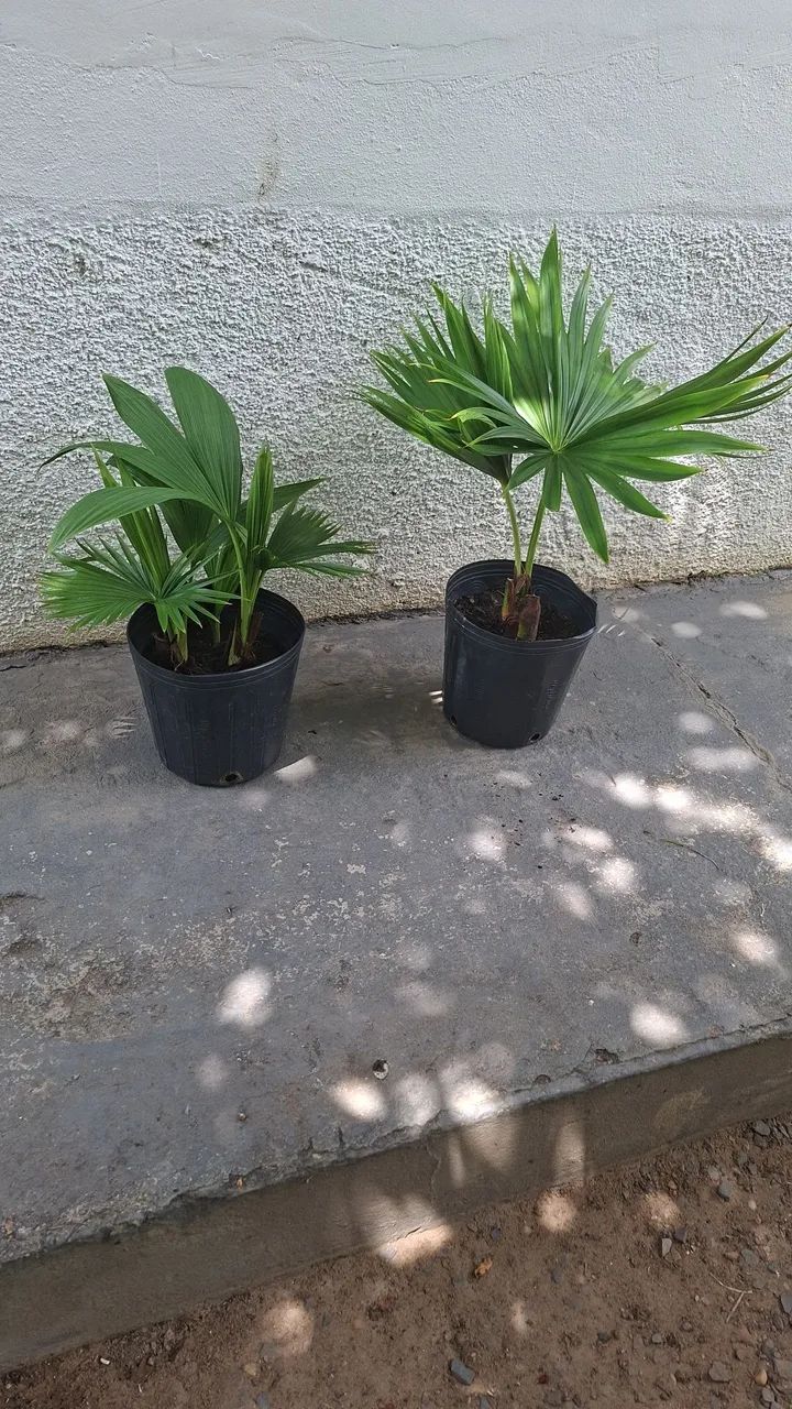Vendo  - Foto 5