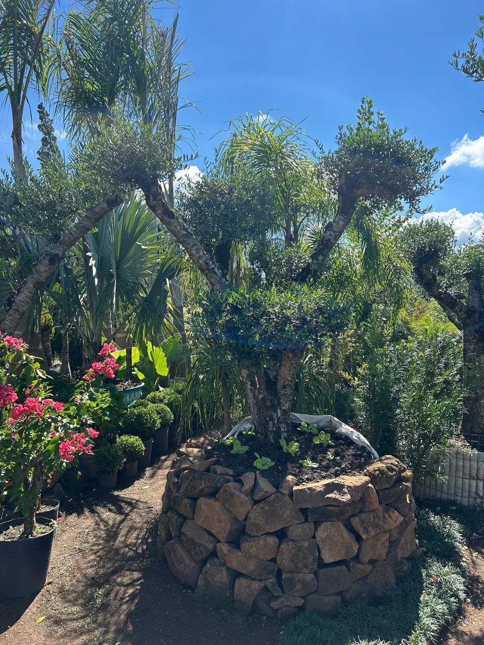 Oliveiras para jardim - Jardinagem e Plantas - Osório 1502671728 | OLX