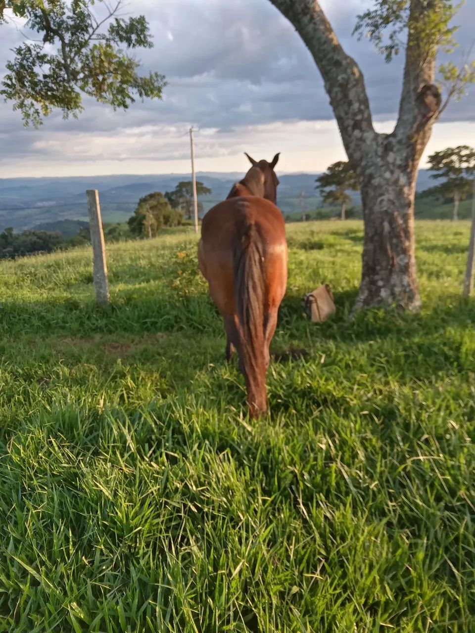 Cavalo Manga larga Marchador, Manso  - Foto 5