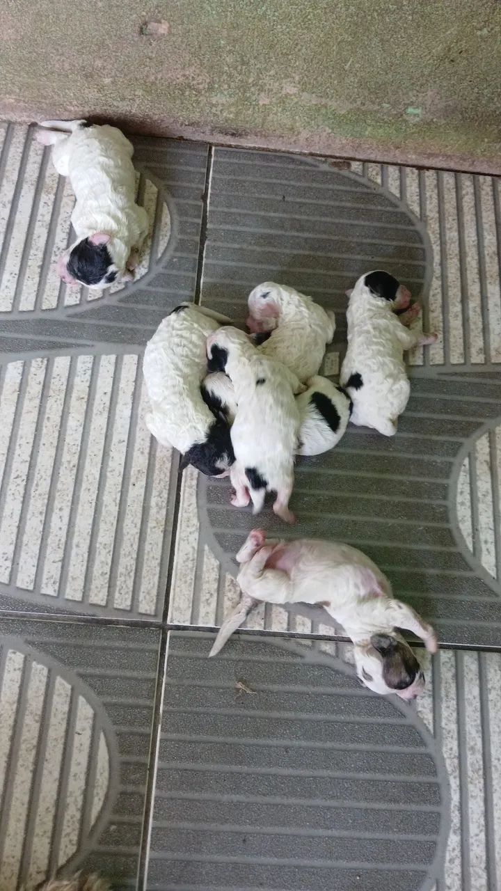 Vende-se filhote de Poodle  ?  - Foto 5