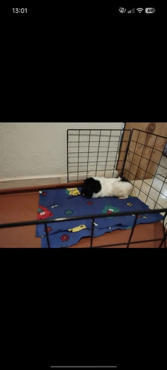Porquinha da índia Abissínio