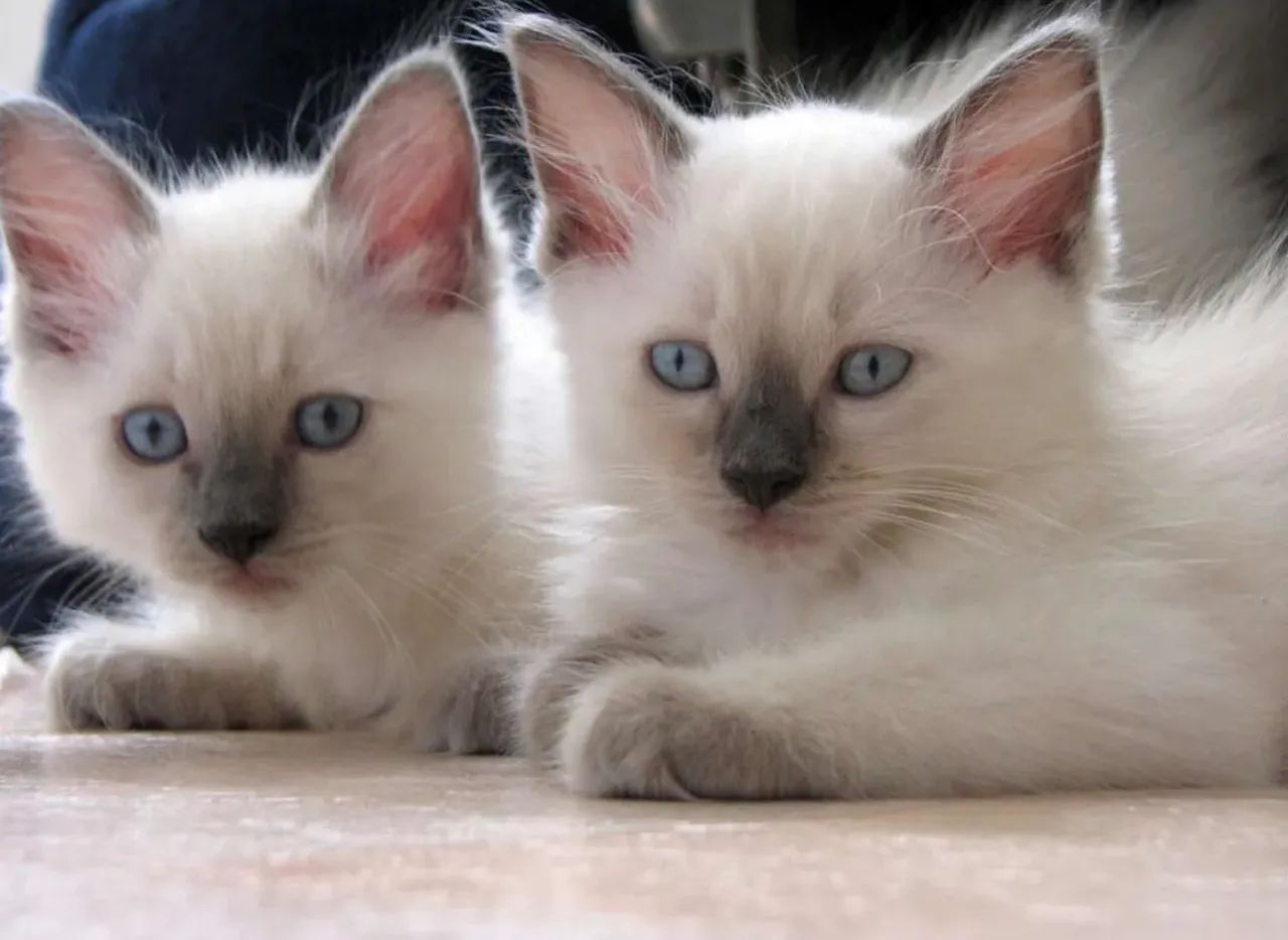 Filhotes de gato Ragdoll ou Siberiano - Foto 4
