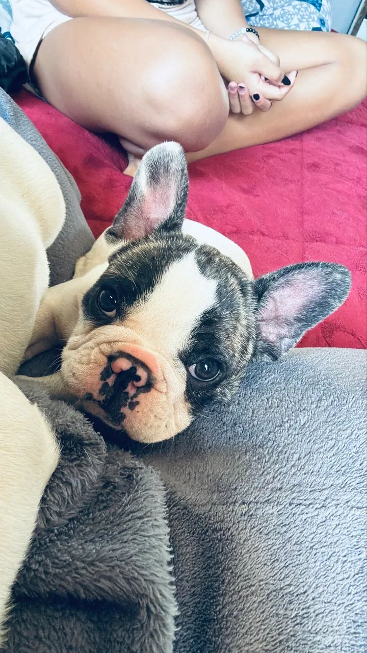 Buldogue francês  - Foto 3