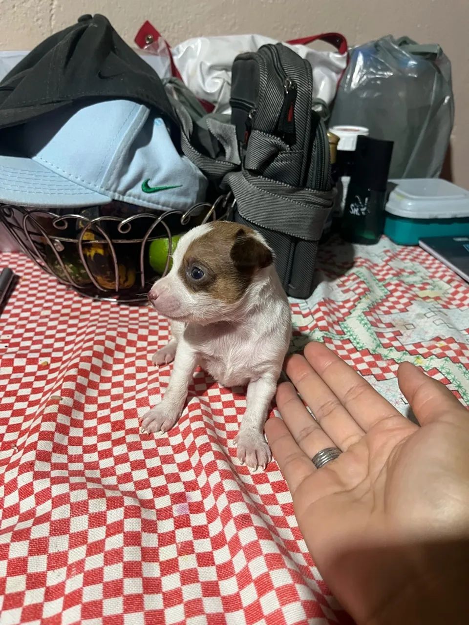 Pinscher branco com manchas marrom - Foto 4