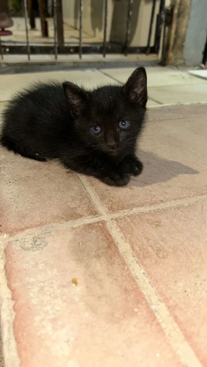 Gatos