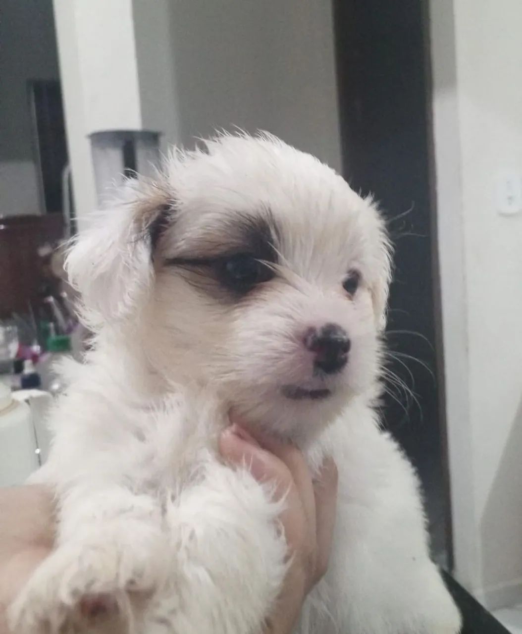 Filhote cachorro  - Foto 3