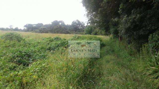 Chácara à venda, 10190 m² por r$ 600.000,00 - colônia murici - são josé dos pinhais/pr - Foto 6