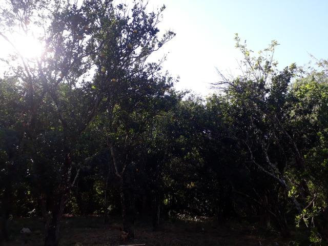Fazenda 866 Hectares apos 35 km da Agrovila das Palmeiras - Foto 20