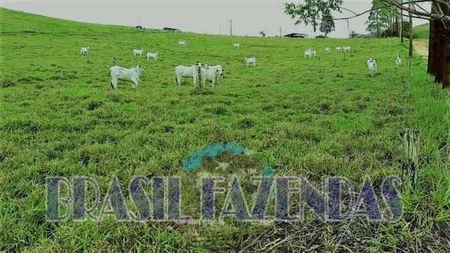Fazenda em Itamaraju - Foto 5
