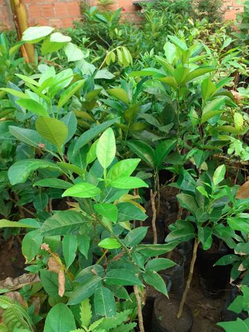 Plantas frutiferas