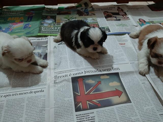 Filhotes Shih Tzu - Foto 5