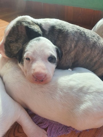 Sim filhotes de Bull terrier já disponíveis pra visitas e retirada - Foto 3
