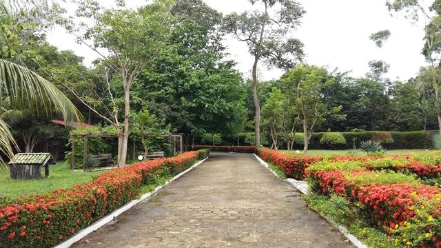 sítio localizado dentro da cidade venda ou aluguel  - Foto 4