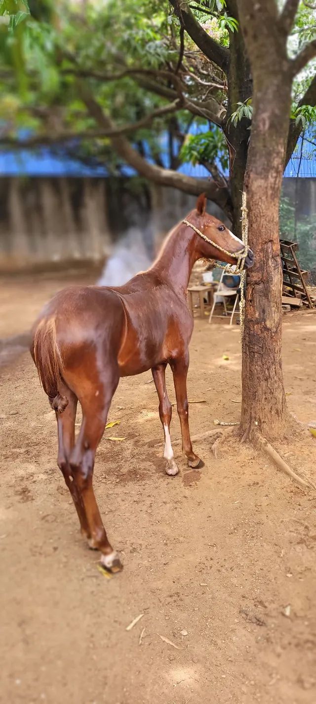 OLX on X: CAVALO 🐎 IIIIIRRAAAA 🤪 DEMAISSSS 😎 QUE ISSO MEU