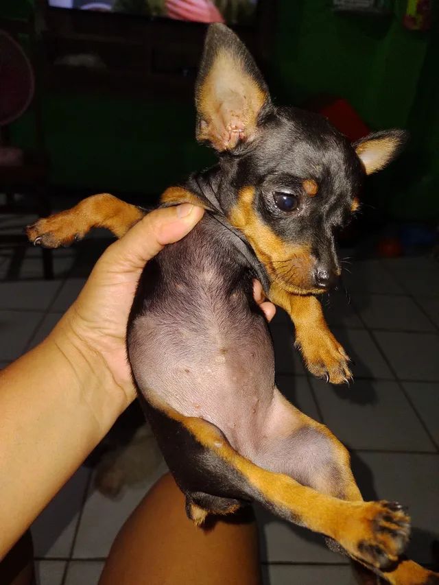Pincher Fêmea 0 Cachorros e acessórios Conjunto Ceará II, Fortaleza