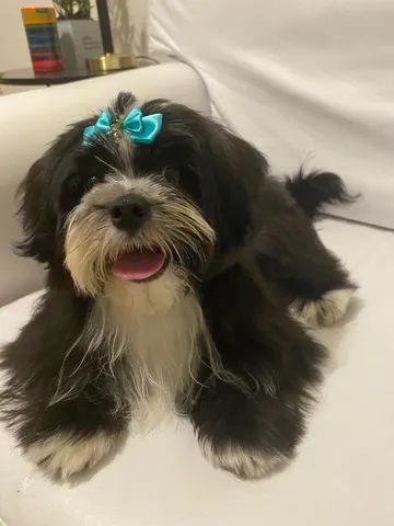 Vendo Shih-tzu com yorkshire 