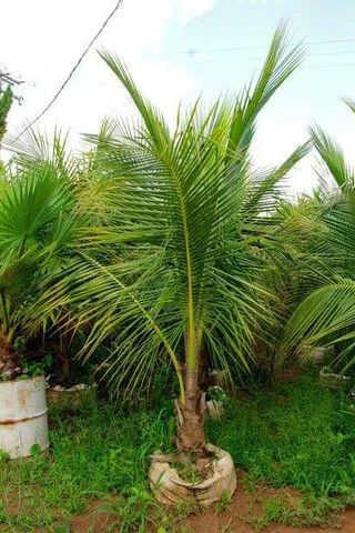 mudas de coco  anão  tamanho medio 2 metros