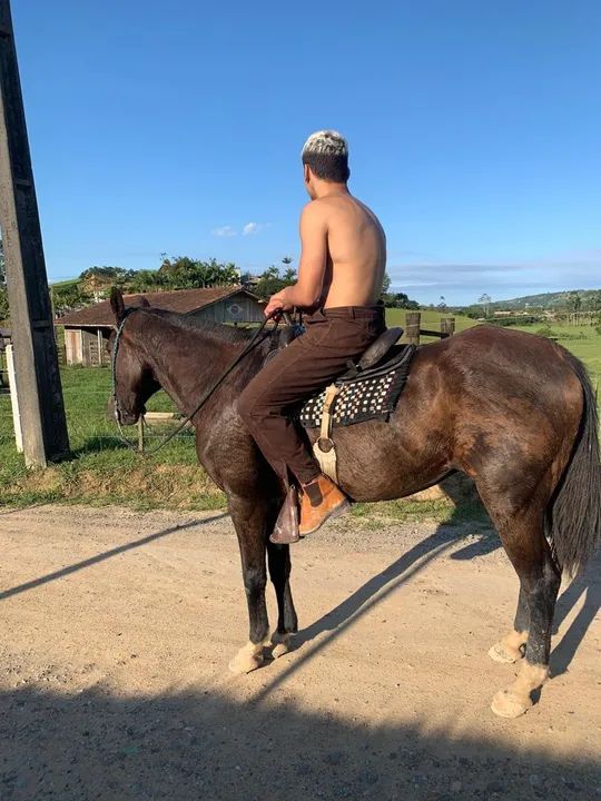 Cavalo quarto de milha  - Foto 2