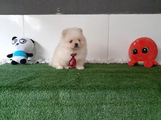 ¨¨ Lulu da Pomerania anão filhotes com procedência e garantia ¨¨ - Foto 4
