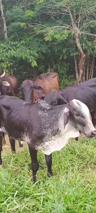 Bezerro de desmama - Foto 4