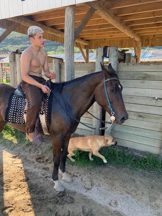 Cavalo quarto de milha  - Foto 5