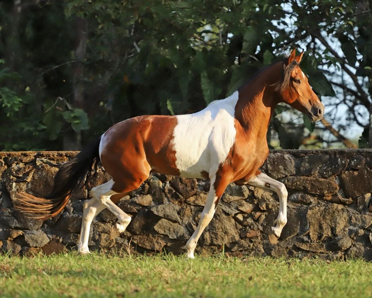 CAVALO MANGALARGA MARCHADOR, MARCHA PICADA