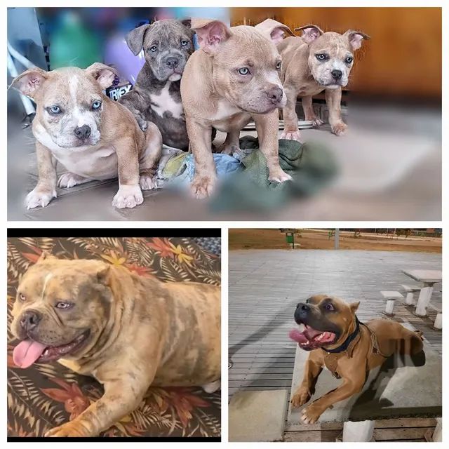 American best sale bully olx