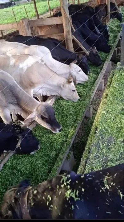 MUDAS DE CAPIAÇU E KURUMI COM PLANTIO MECANIZADO, TEMOS EM GRANDES E PEQUENAS QUANTIDADES 