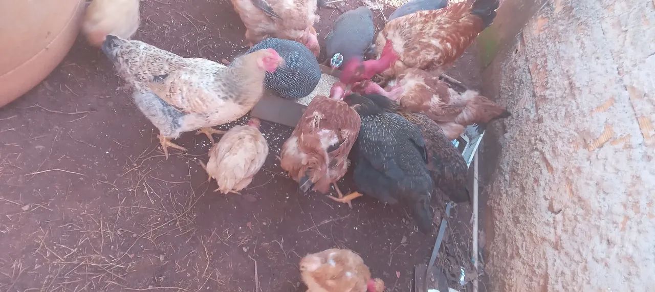 Chocadeira 1000 ovos - Foto 5