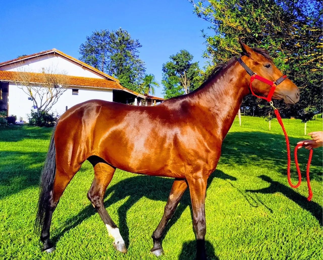 Égua Mangalarga Paulista Registrada ! Manda - Foto 2