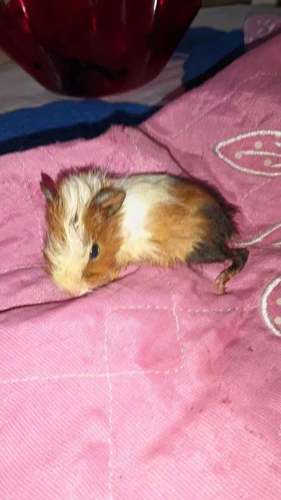 Porquinhos da índia  - Foto 5