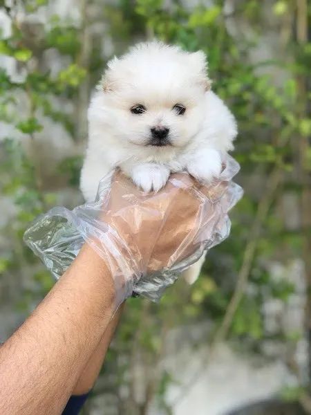 Spitz Alemão super fofos  - Foto 3