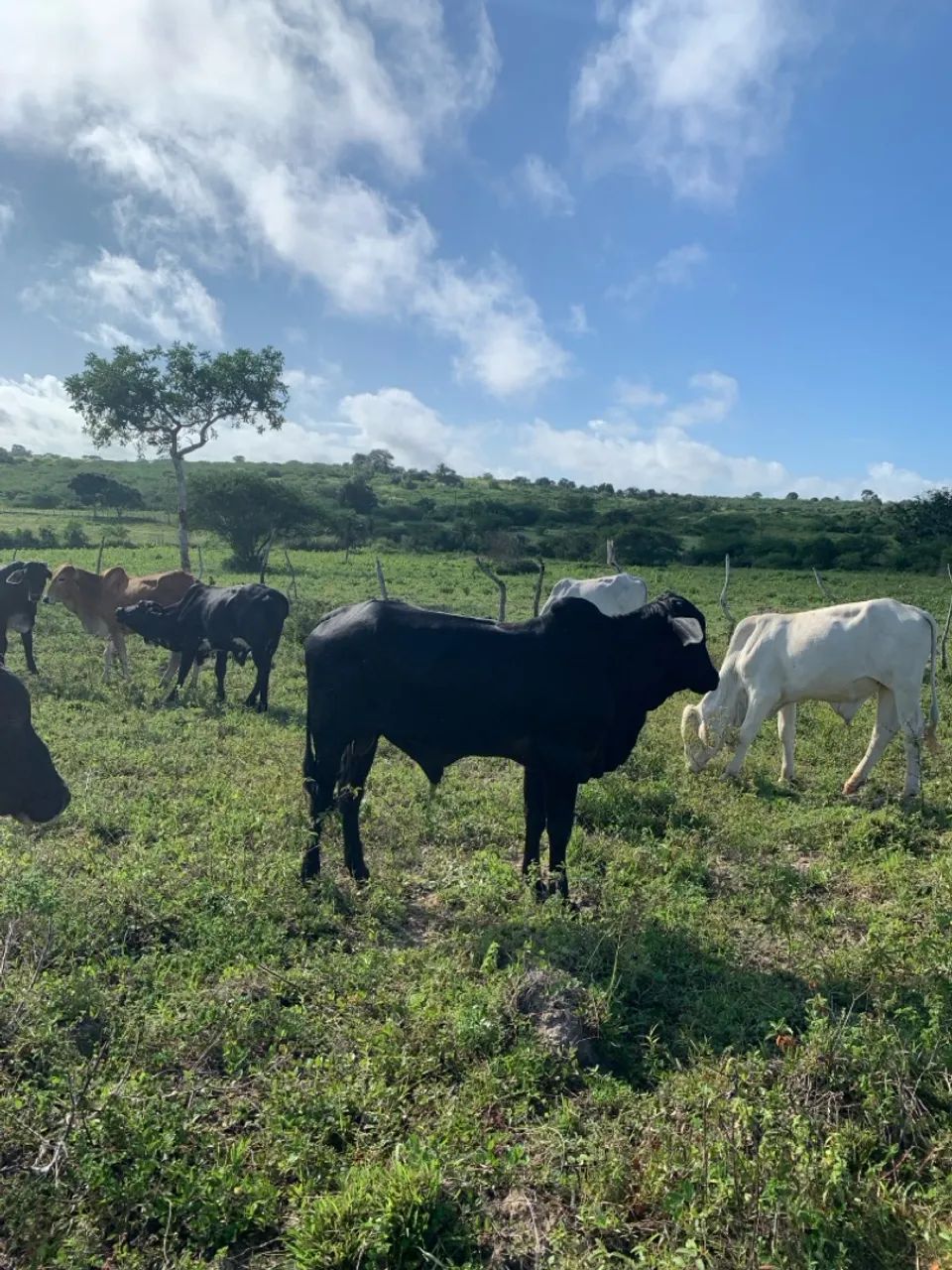 Vendo 8 bezerros para engorda