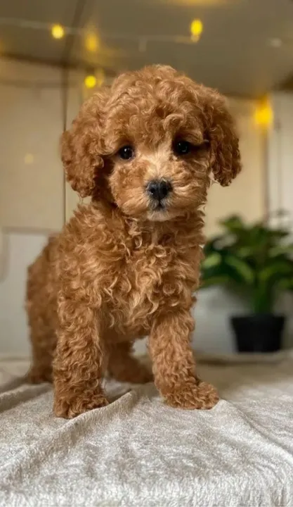 Poodle Toy Caramelo